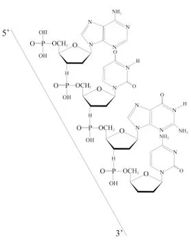 Outlined Deoxyribonucleic acid from 5' to 3' Stock Illustration