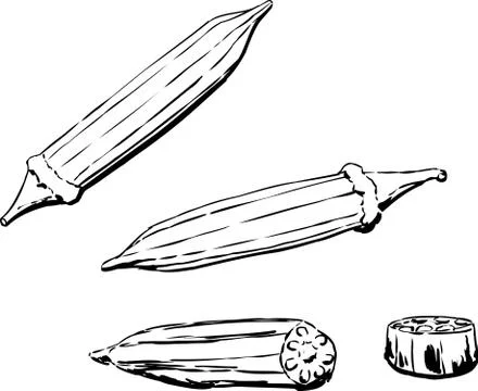 Outlined okra over white background Stock Illustration