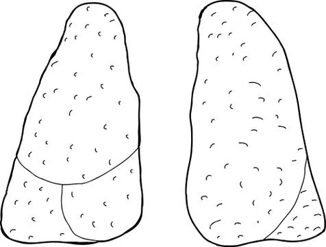 Outlined pair of lungs Stock Illustration