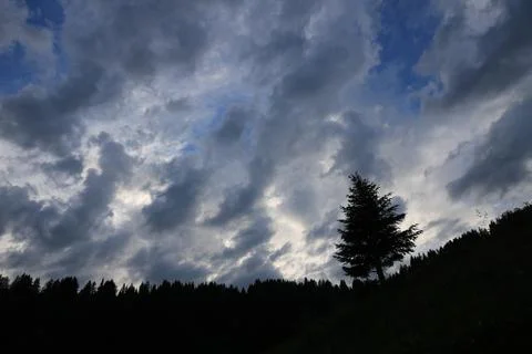 Outlines of a pine and dramatic sky. Stock Photos