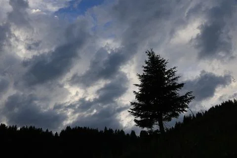 Outlines of a pine tree and dramatic sky. Stock Photos