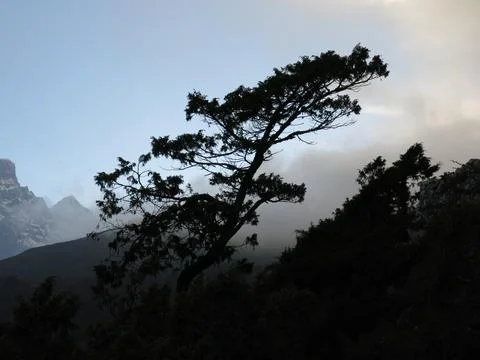 Outlines of a wind torn tree at sunset. Stock Photos