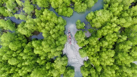 Outrigger boat glides through a narrow mangrove river, surrounded by dense Vidéo 336710255