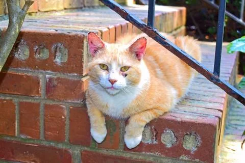 Outside cat chillin' Stock-Fotos