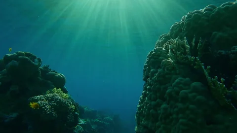 Outside coral reef highlighted by last rays of setting sun in back light. Marine Stock Footage 336571653