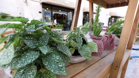 Outside decorations style Stock Footage 146582113