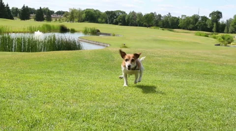 Outside dog walking Vídeo Stock 51429252