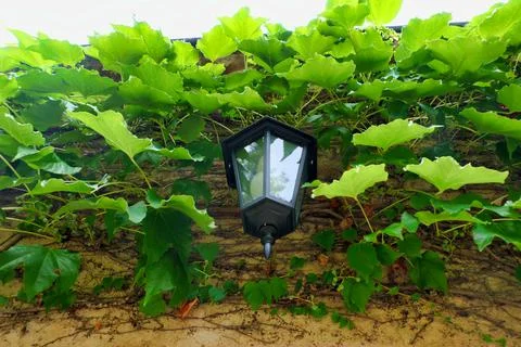Outside Lamp. Foto stock