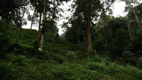 Outside view of forest, Trees and wild bushes Stock Footage 156969814