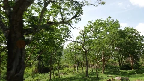 Outside view of forest, Trees and wild bushes Stock-Footage 156970415