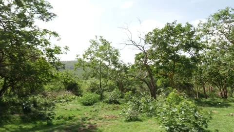 Outside view of forest, Trees and wild bushes Stock Footage 156970417