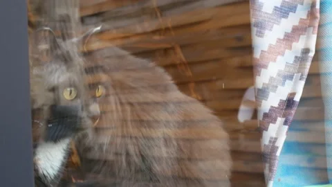 Outside window funny gray cats that come out are expected to take a walk, cute Stock Footage 220425123