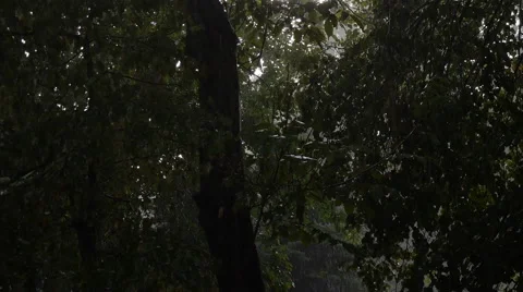 Outside the Window is a Heavy Downpour, Wind Shakes the Trees Stock Footage 68537993