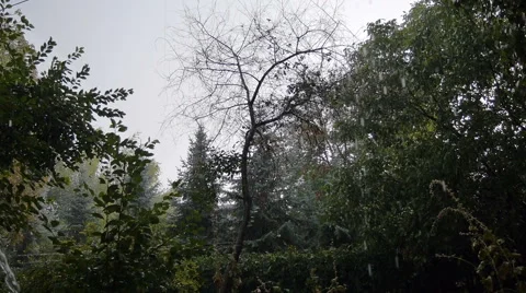 Outside the Window is a Heavy Downpour, Wind Shakes the Trees Stock Footage 68543044