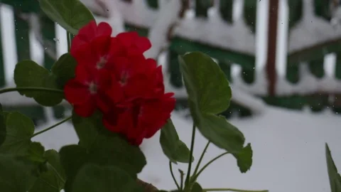 Outside the window is real winter Stock Footage 122505500