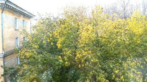 Outside the window, where there are still green trees, winter comes. Snow flies Stock Footage 120782246