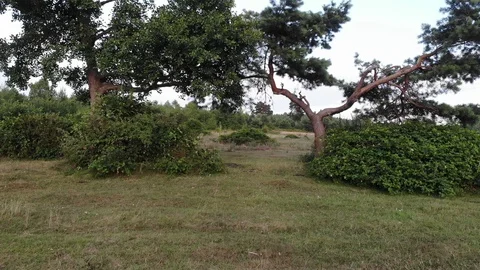 On the outskirts of the forest Stockbeeldmateriaal 112576383