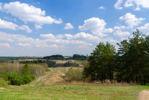 On the outskirts of a pine forest Stock-Fotos