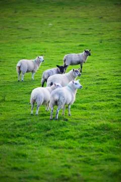 Outward looking group sheep  Stock Photos