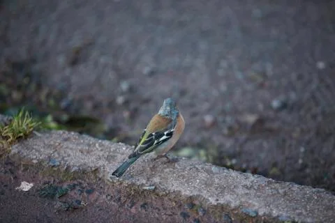 Outward looking robin  Stock Photos