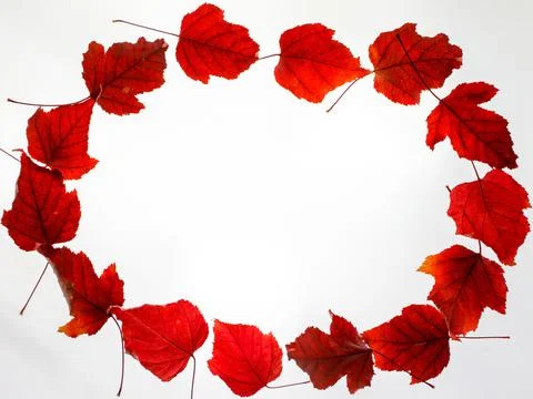 Oval circle Border Frame of red colored autumn maple leaves falling isolated  Stock Photos