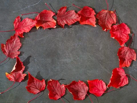 Oval circle Border Frame of red colored autumn maple leaves falling on black  Stock Photos