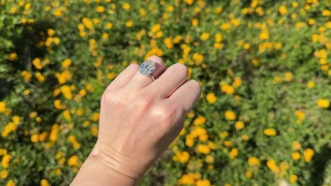 Oval diamond engagement ring held above yellow wildflowers in California nature Stock Footage 320313944