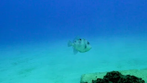 Oval Fish Swims Underwater Stock Footage 124004767