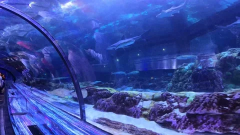 Oval fish tank 2 Stock Footage 162871347