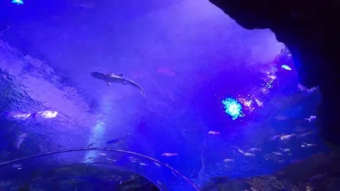 Oval fish tank Stock Footage 162871232