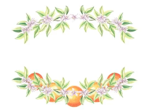 Oval frame of oranges with green leaves and white flowers. Summer citrus Stock Illustration
