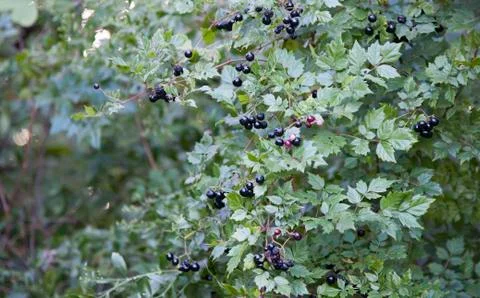 Oval Leaf Privet Stock Photos