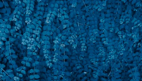 Oval leaves branches background in deep classic blue color, floral background Stock Photos