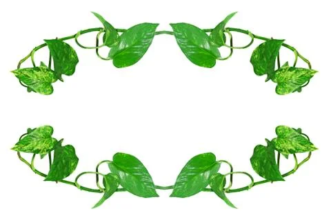 Oval shape frame made from green leafs.isolated. Stock Photos