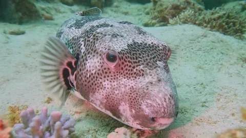 Oval-shaped Starry Pufferfish with prickly skin resting in tropical marine envir Stock Footage 311927251