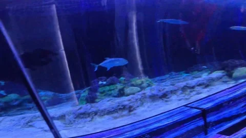 Oval Tank 3 Stock Footage 162871340