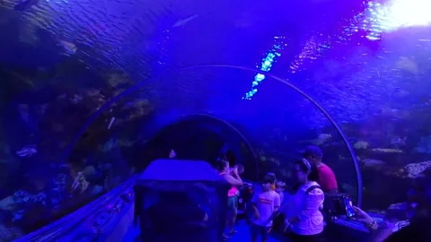 Oval Tank with fish Stock Footage 162871241