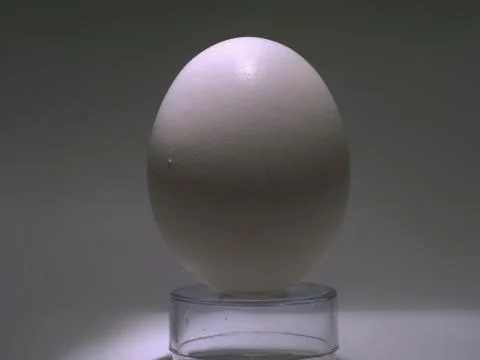 Oval white egg Stock Photos