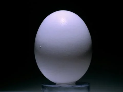 Oval white egg Stock Photos