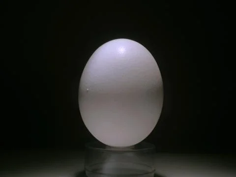 Oval white egg Stock Photos