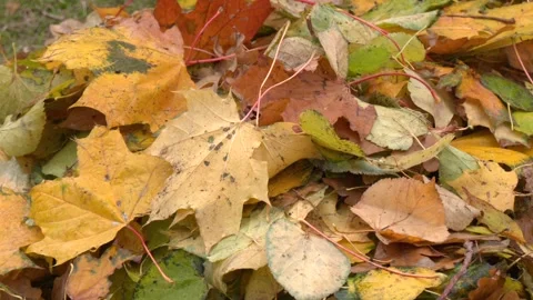 Oval yellow leaves from cherry trees fallen on the ground. Stock Footage 263581683