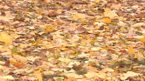 Oval yellow leaves from cherry trees fallen on the ground. Video stock 263581770