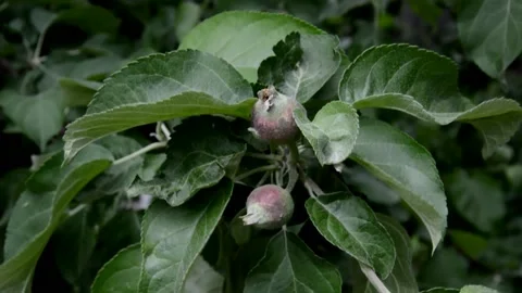 Ovaries apple Stock Footage 133170337