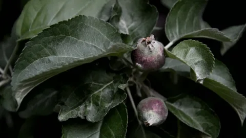 Ovaries apple 動画素材 133171063