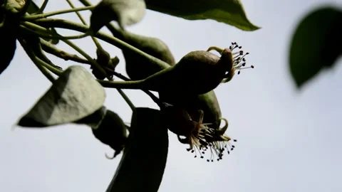 Ovaries pear 動画素材 133283847