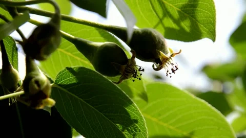 Ovaries pear Stock Footage 133285452