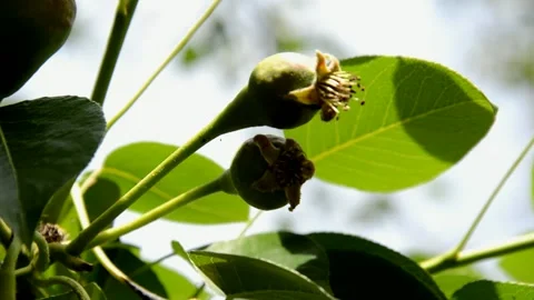 Ovaries pear Stock Footage 133287383