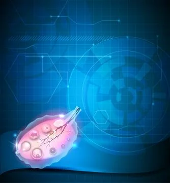 Ovary Stock Illustration