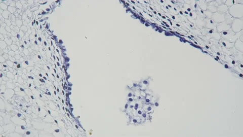 Ovary of Lilium in transversal section under microscope 200x against bright Stock Footage 211501607