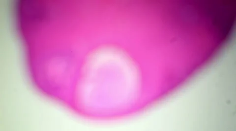 Ovary slice cats under the microscope (Ovary Cat Sec.), Ful HD Stock Footage 47112919